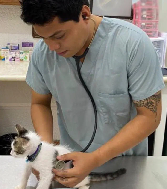 David Peralta auscultando a un gatito con el estetoscopio