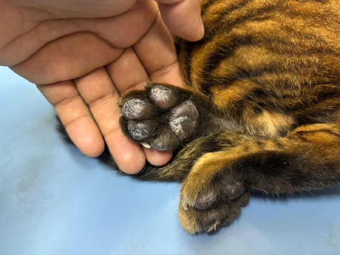 Pata de gato atigrado en la mano del veterinario