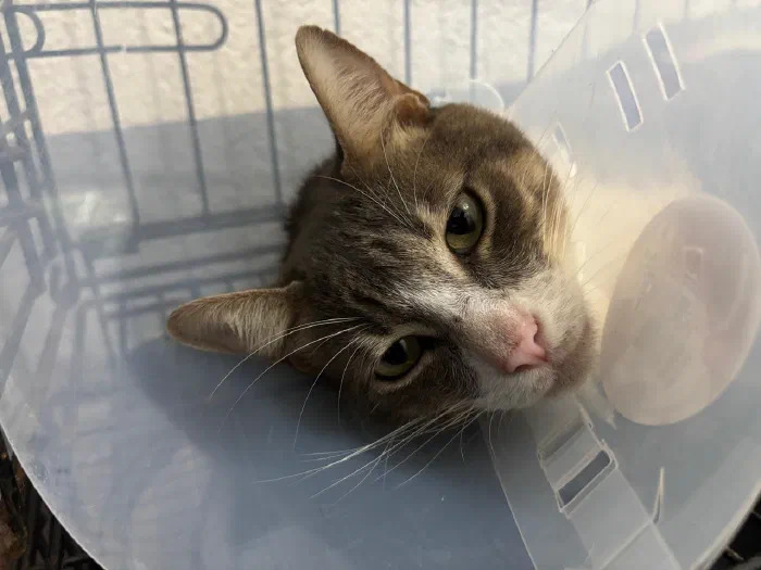 Gato con collar isabelino en recuperación