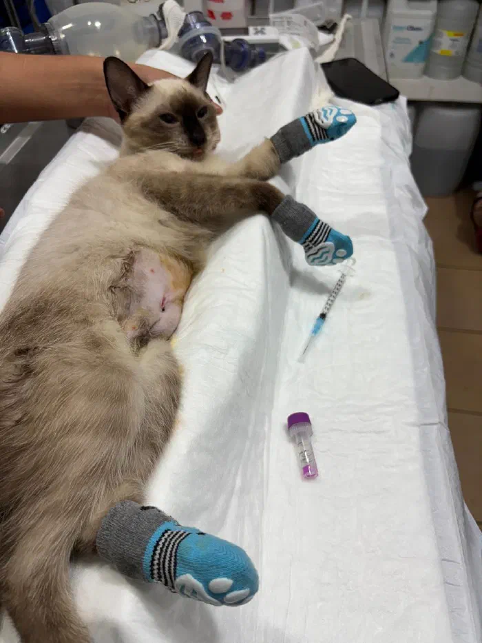 Gata siamés después de su esterilización