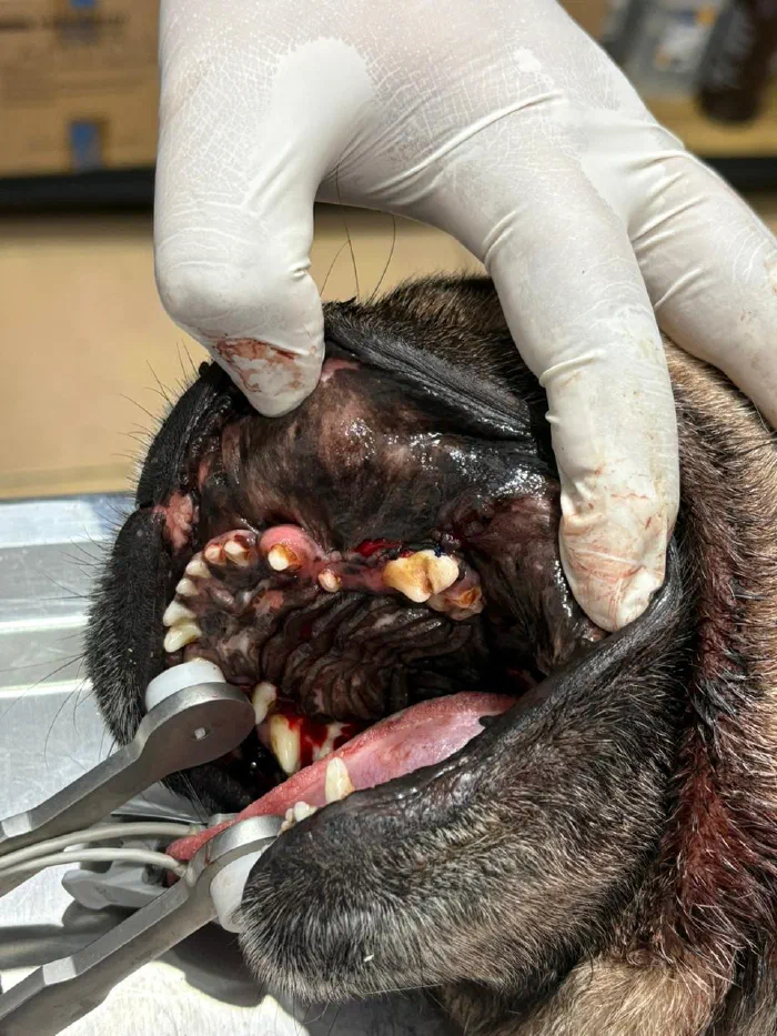 Procedimiento dental en perro
