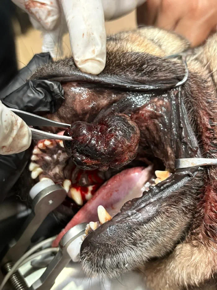 Extirpación de masa oral en perro