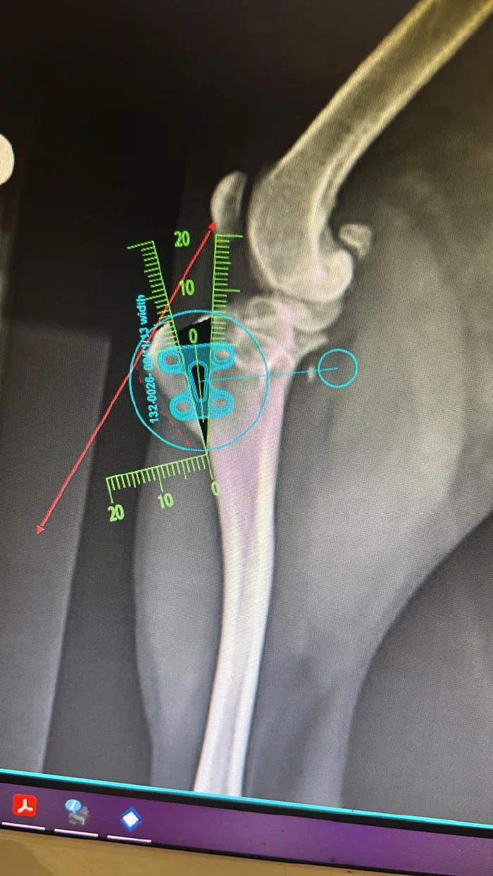 Planeación radiográfica de TPLO en rodilla